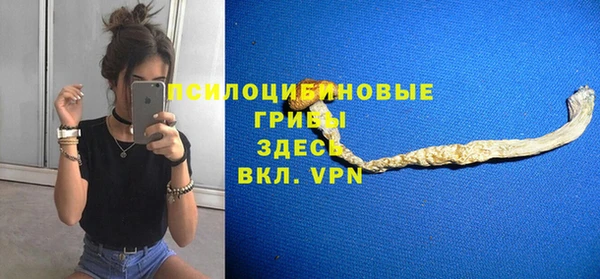 хмурый Аркадак